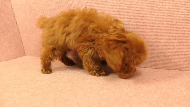12/25 紅貴賓 teacup poodle -公幼犬-日新犬舍