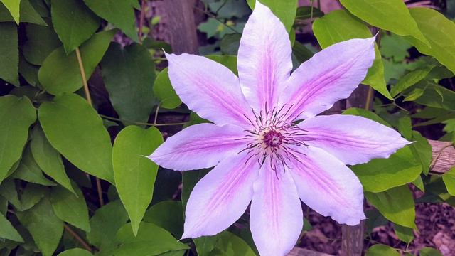 Beautiful Clematis / 我的百草园之铁线莲篇