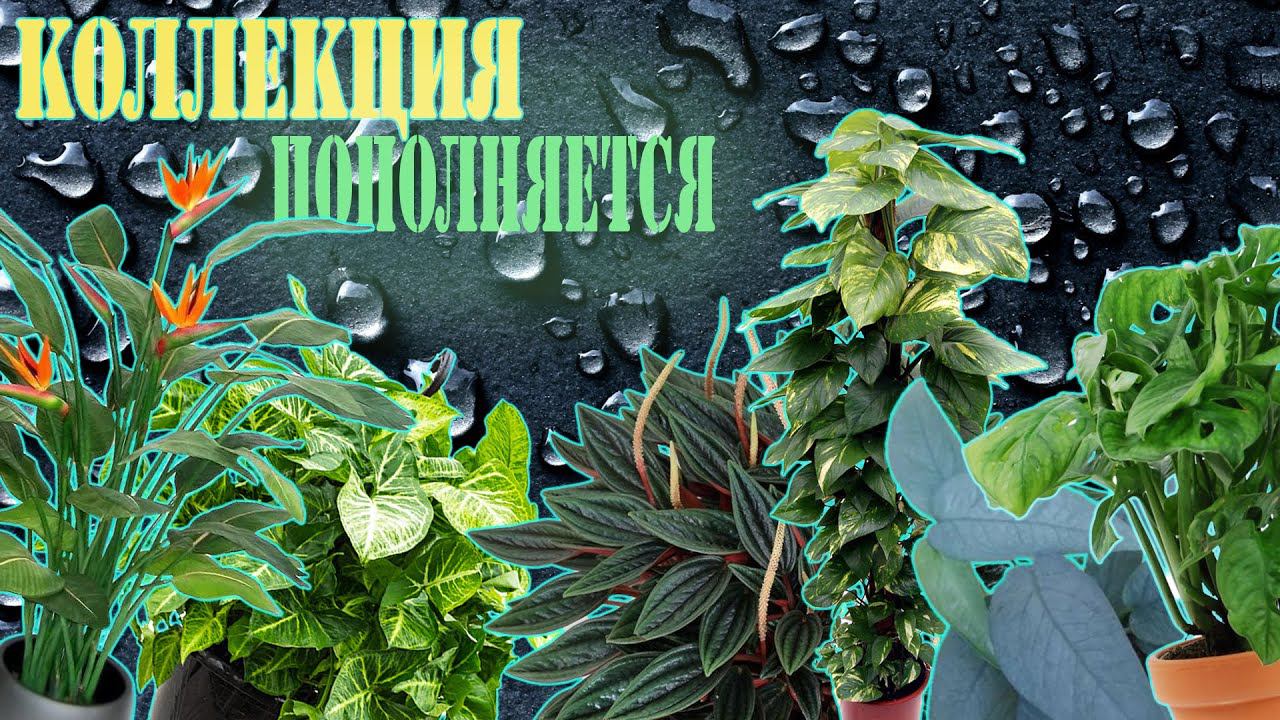 ПЕРЕСАДКА новых РАСТЕНИЙ ! Купил ЭПИПРЕМНУМ ТАЙСКИЙ !!!