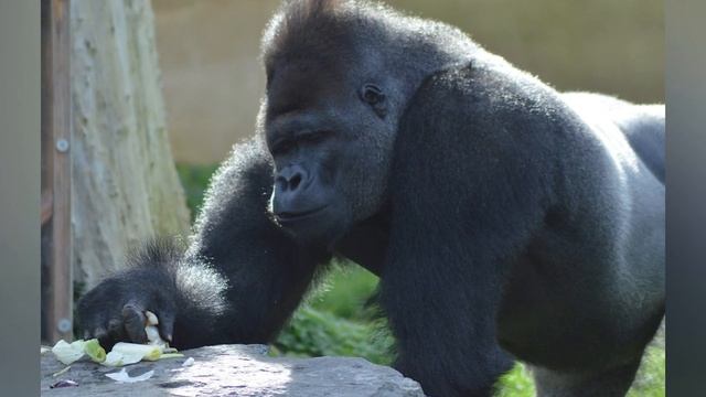 LION vs GORILLA- Who Would Win?