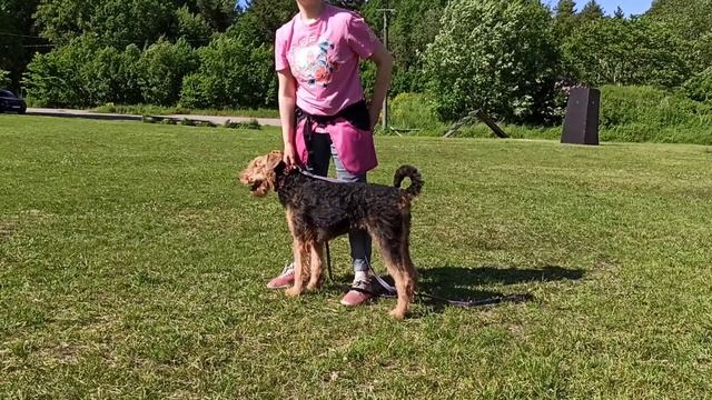 Обучение эрдельтерьера Ресси