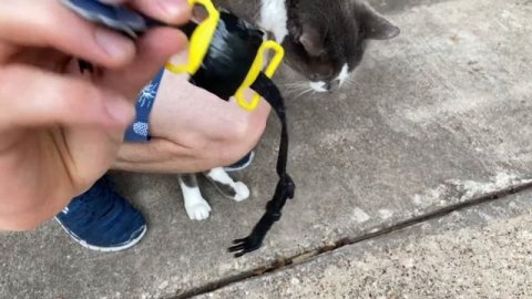 Apple чипировал нашего кота