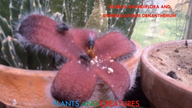 Stapelia grandiflora and Gymnocalycium oenanthemum