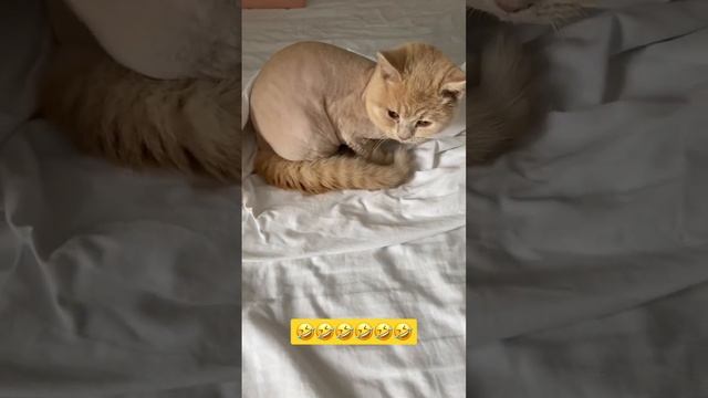 Что сниться котам #сон #кот #ржака #смех #смехдослез #прикол #рекомендации2023