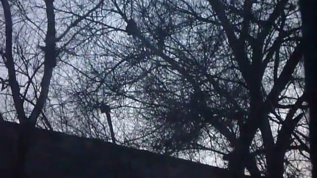 ангел-хранитель спасает кошку от ворон