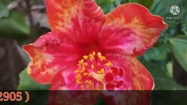 15 + NURSERY FLOWER PLANT || IMRAN NURSERY || KOLKATA