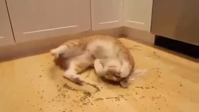 Когда кот нашёл кошачью мяту вприколе бит