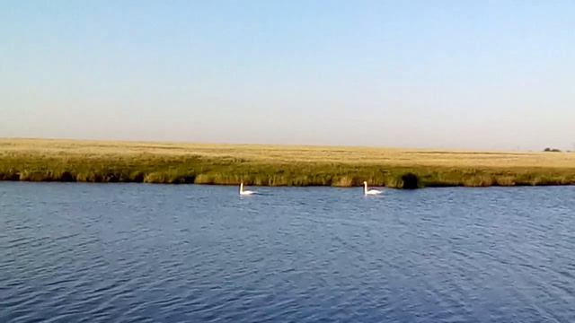ВЗЛЁТ лебедей. #лебеди #лето #озеро #лебедь