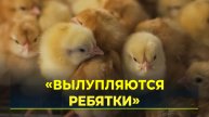 В Лабытнанги на птицеферме вылупились первые цыплята