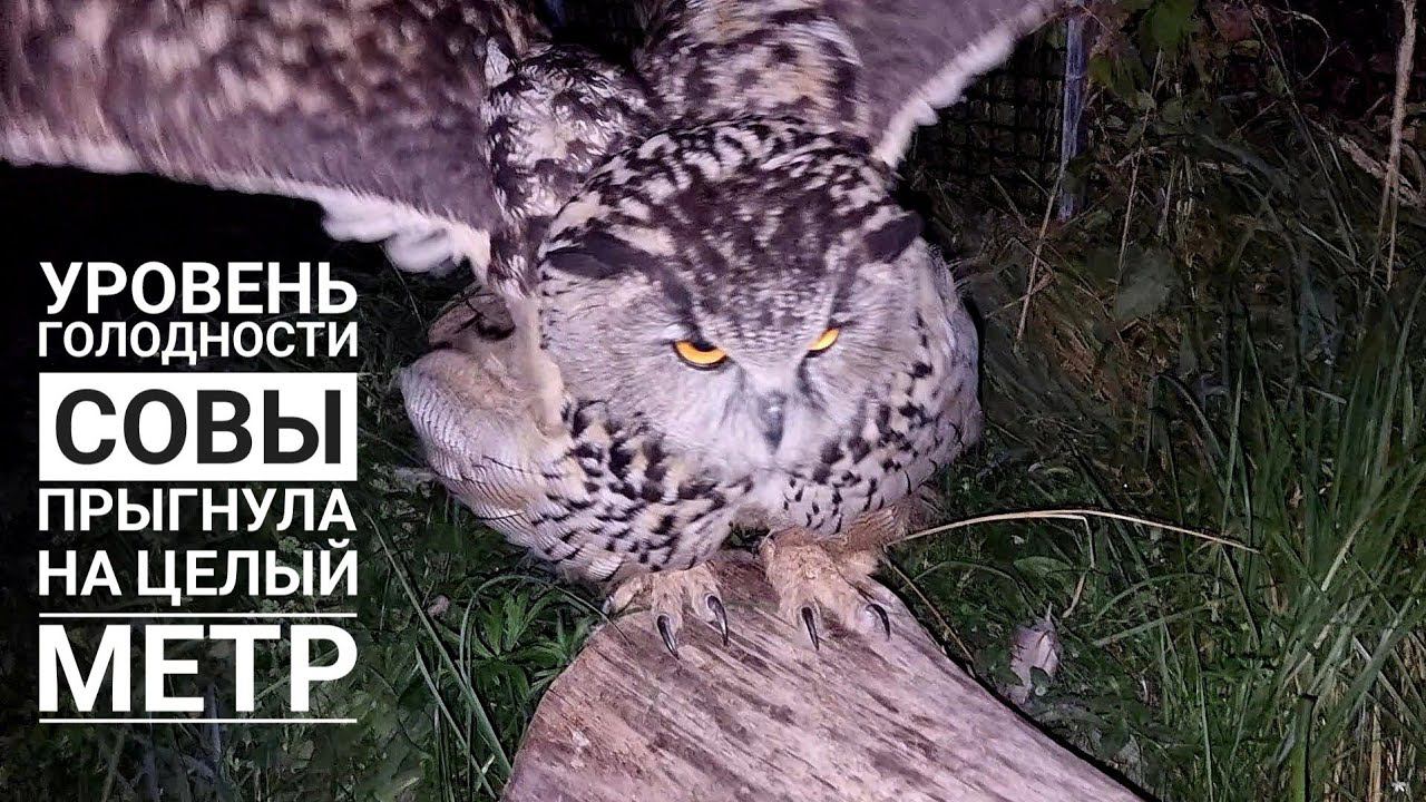 Сова филин Ёль сокращает дистанцию в прыжке! А на что вы готовы ради вкусного?!