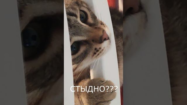 Бусик и стул. Стыдно ли коту?