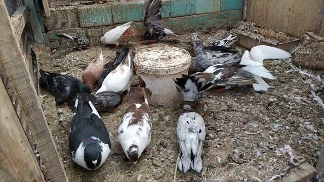 Бакинские голуби шейки мраморные. В гостях у голубевода Васо Тбилисский телефон 79614603640