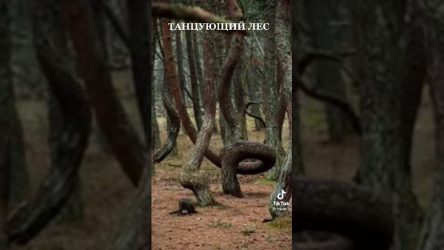 🌲🌳😲 ТАНЦУЮЩИЙ ЛЕС ...