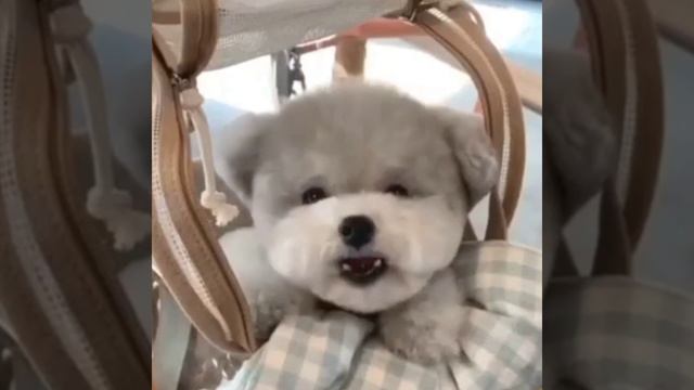"Пупсик ")