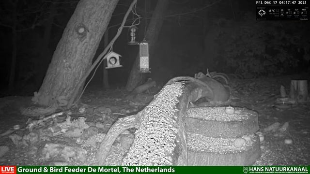 LIVE Forest Wildlife Night Camera - midnight till dawn 2021-12-17 00:01