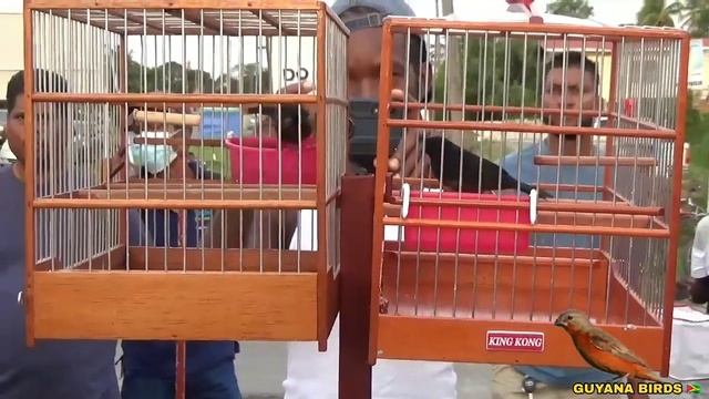 AKBAR VS RENNY | TOWA TOWA BIRD RACE THIS MORNING AT BETTER HOPE BIRD GROUND | THE WINNER IS RENNY?