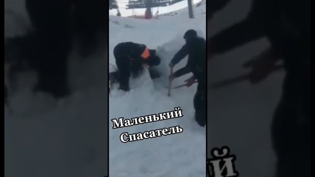 Смешные собаки