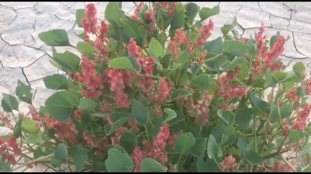 الفوائد الرهيبة لنبات الكربل او الحميض والتى تجعلك تتمنى ان تزرعة فى منزلك