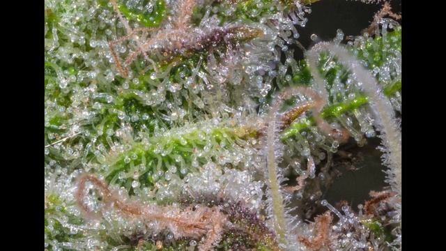 3 Bears OG @MephistoGenetics Canon Eos 100d MP-E65mm 1:1