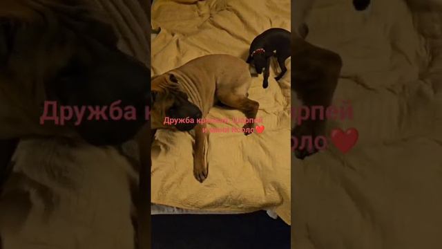 Шарпей и Ксоло мини- это дружба навек⭐❤️