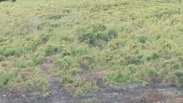 💥🐻 Медведи в яме с рыбными отходами🐻💥