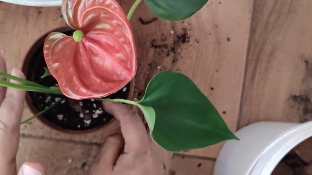 Антуриум гүлінің топырағы. Антуриум гүлінің пересадкасы. Үй гүлдері. Гүлдер әлемі.