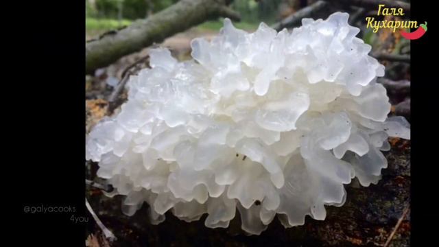 Лучший способ приготовить салат из коралловых грибов и креветок || Coral Mushroom and Shrimp Salad