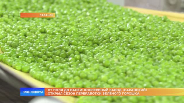 От поля до банки: консервный завод «Саранский» открыл сезон переработки зелёного горошка