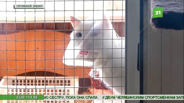 Новости 31 канала 4 марта 2022 г.