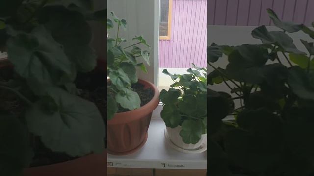 Цветочные миксы и не только...