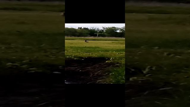 Зайцы заходят к нам в гости.