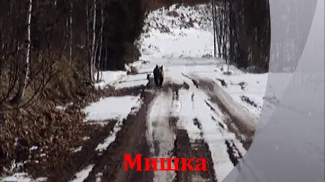 МИША