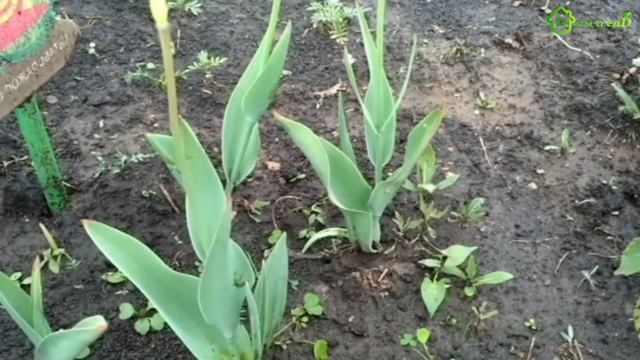Уход за тюльпанами после цветения
