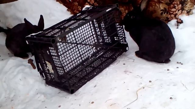 Крольчата 30 дней от роду