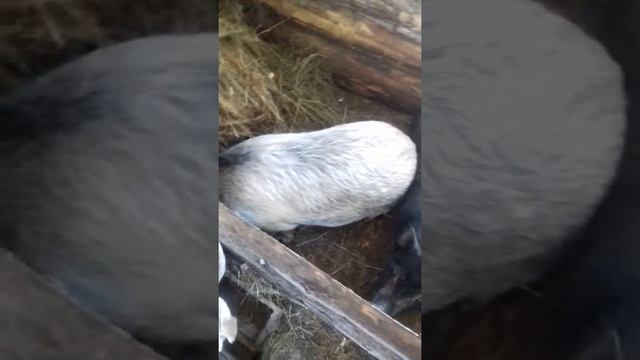 Вьетнамские свиньи в 8 месяцев.