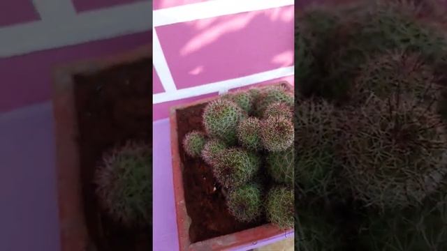 Rebutia cactus plant ¦¦cactus ¦¦Rebutia heliosa ¦¦Rebutia arenacea¦¦short¦¦shorts ¦¦apple green