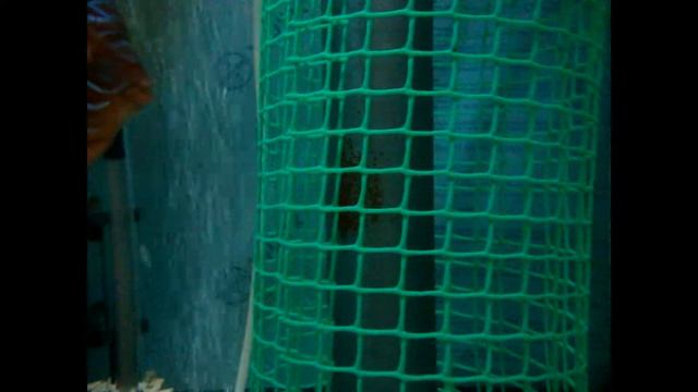Дискусы охраняют личинку