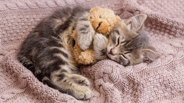 8 Hours Relaxing Lullaby for Cats and Kittens to sleep - Calming Music for Cats with Anxiety #cats