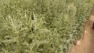24.08.2023 ВЕТОЧНАЯ (КУСТОВАЯ) ХРИЗАНТЕМА. 4 месяца после посадки