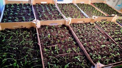 Первая пикировка цветочной рассады. Бегония. Катарантус. Гацания. Гвоздика. Гипоэстес.