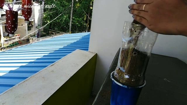 ഒരു കിടുകാച്ചി Coleus Hanging Idea😁, Petunia പരീക്ഷണം വിജയം