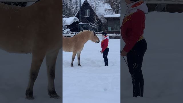 Хвалить лошадь тоже нужно правильно!