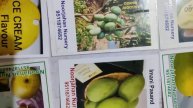 Noorjahan Mongo Plants Nursery, All VARIETY Of Mango plant s, 9511874682