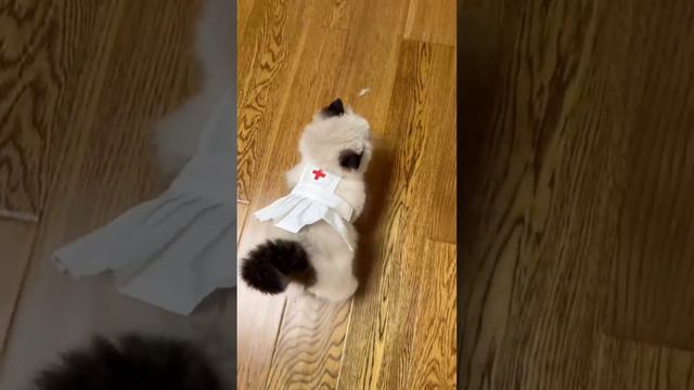 Кот