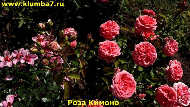 ТОП 3. Розы флорибунда! Лидеры по цветению! Лучшие и проверенные сорта для средней полосы России!