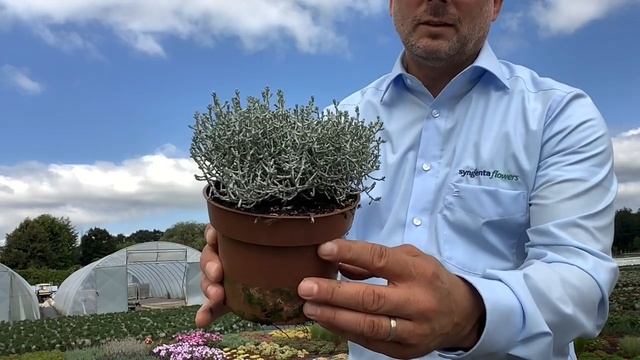 Calocephalus Whimsy potted week 27