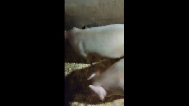 наши пяточки