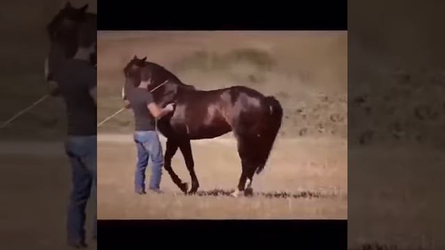 Умная лошадь