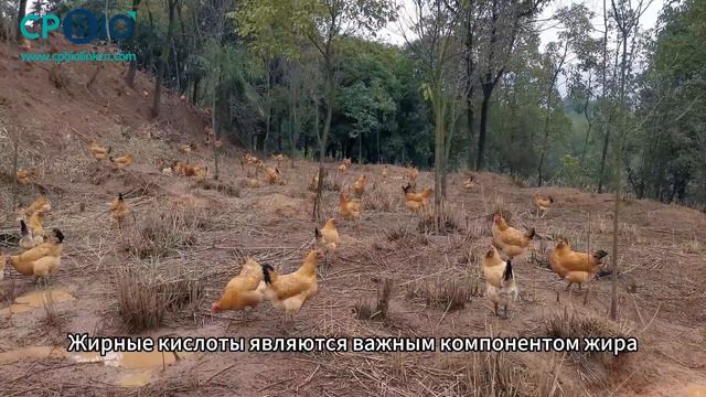 Влияние жирных кислот на качество куриного мяса#animals #animalhealth