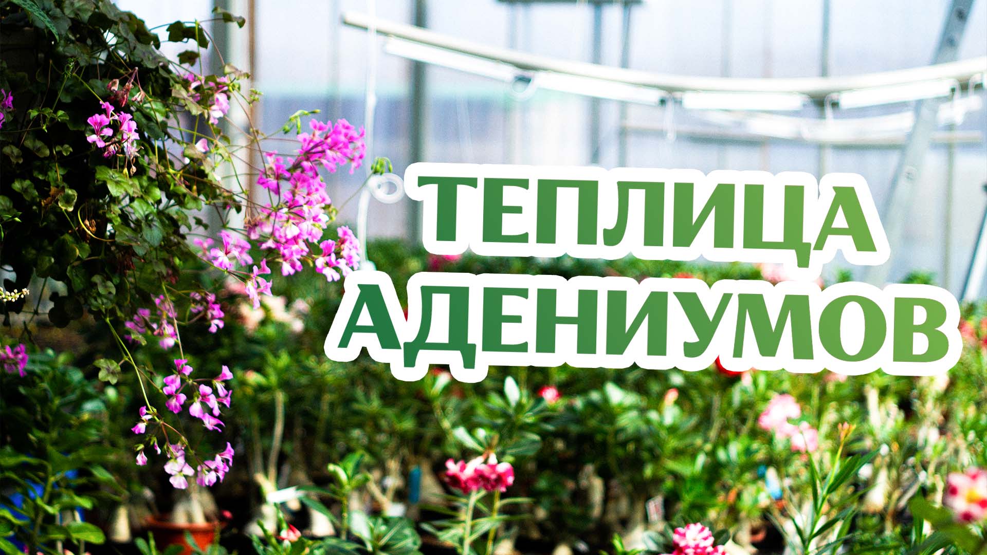Целая Теплица Адениумов!